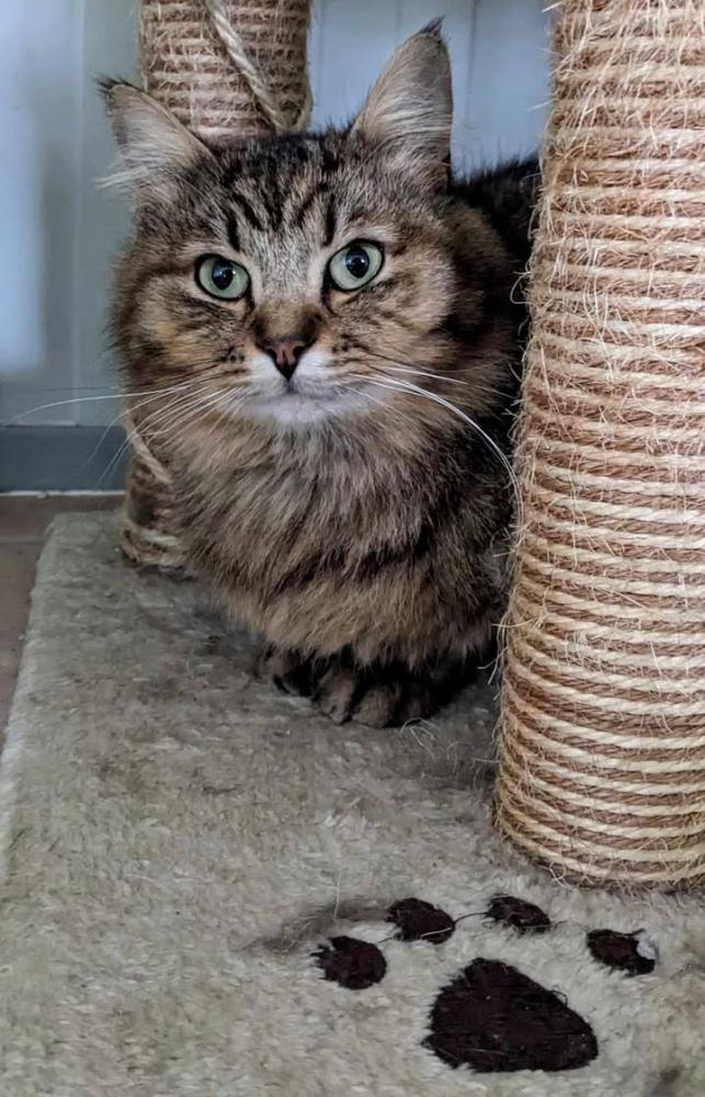 Chat du refuge à l'adoption