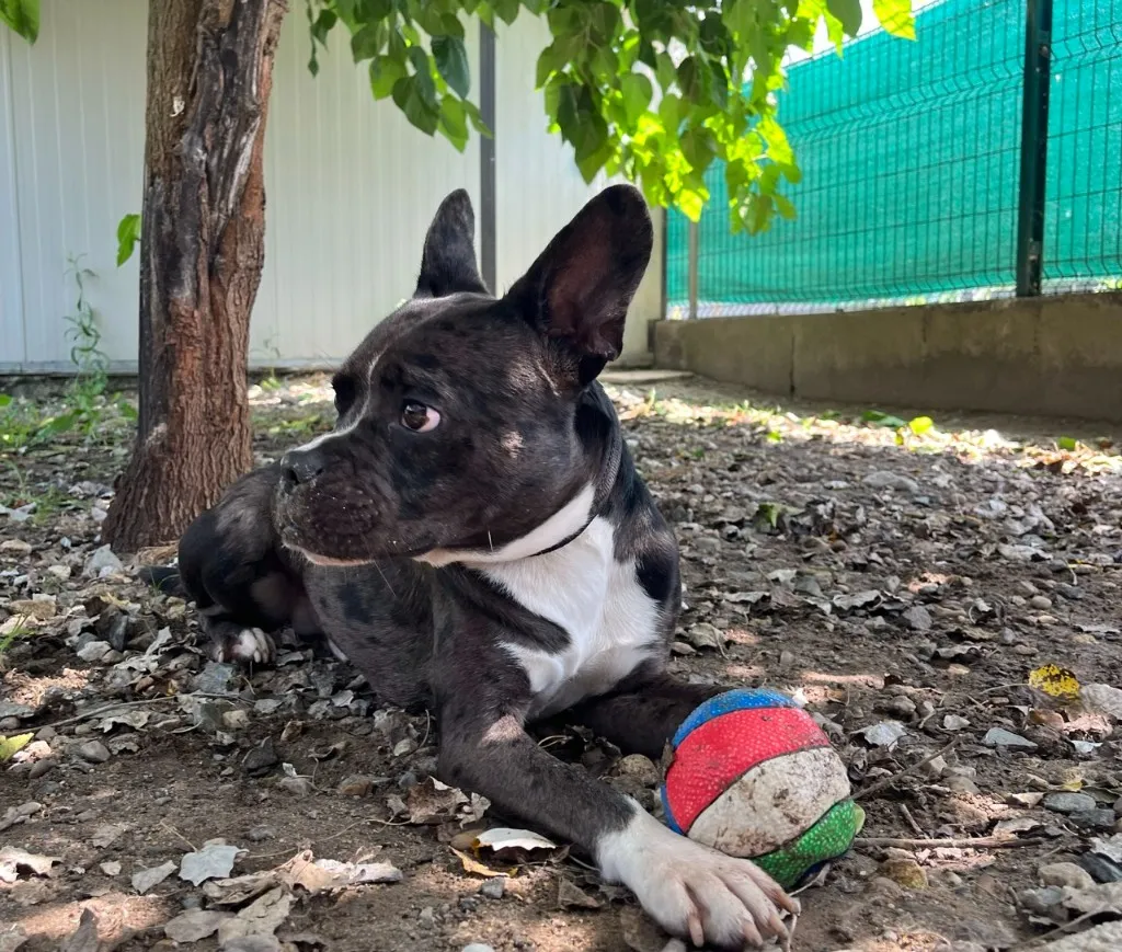 Un animal du refuge ASPAC