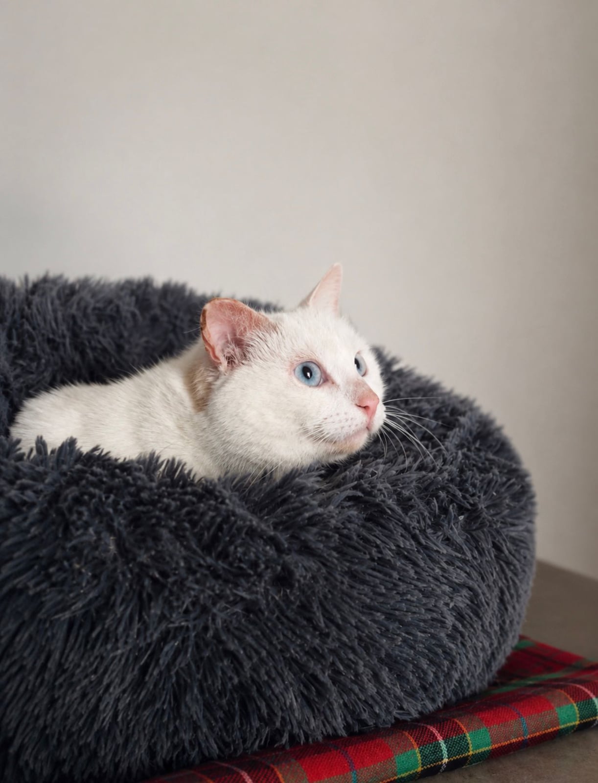 Lyla – photo 2