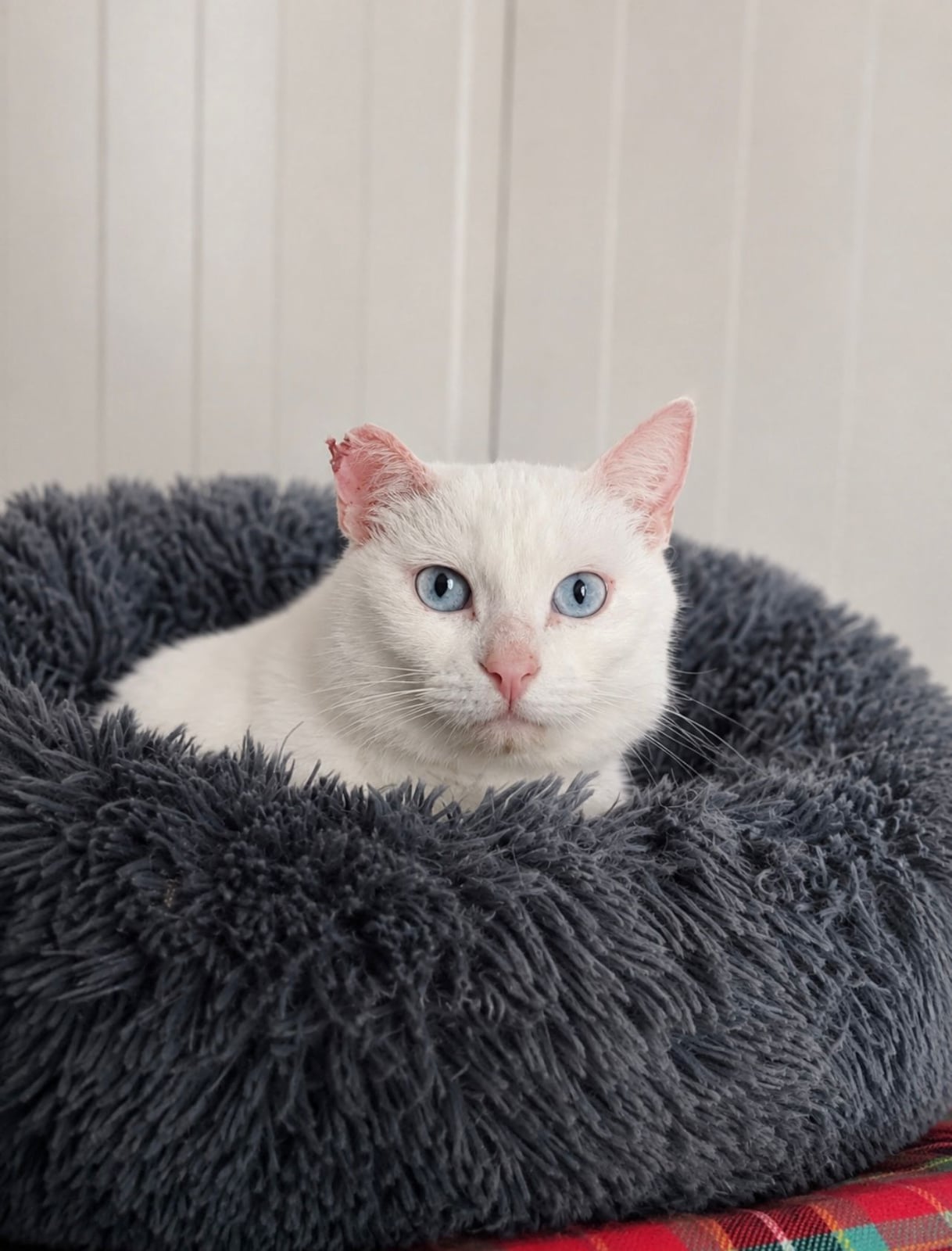 Lyla