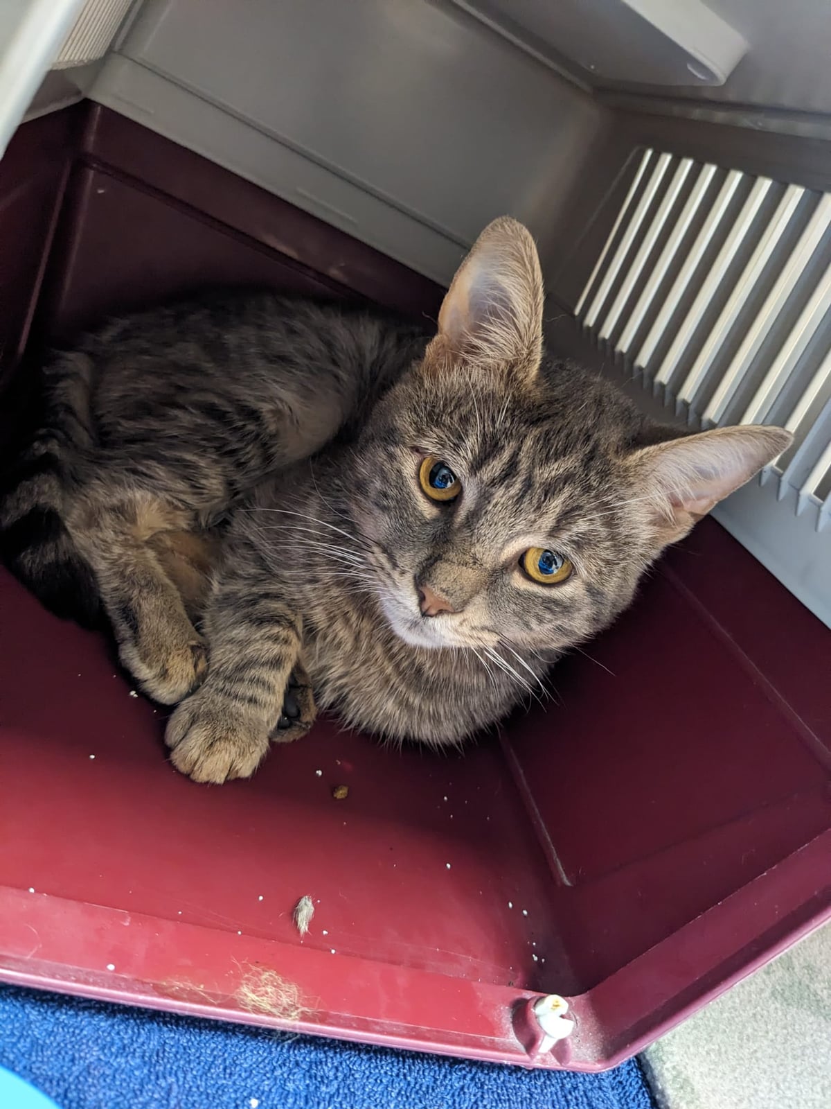 Chat trouvé – photo 2