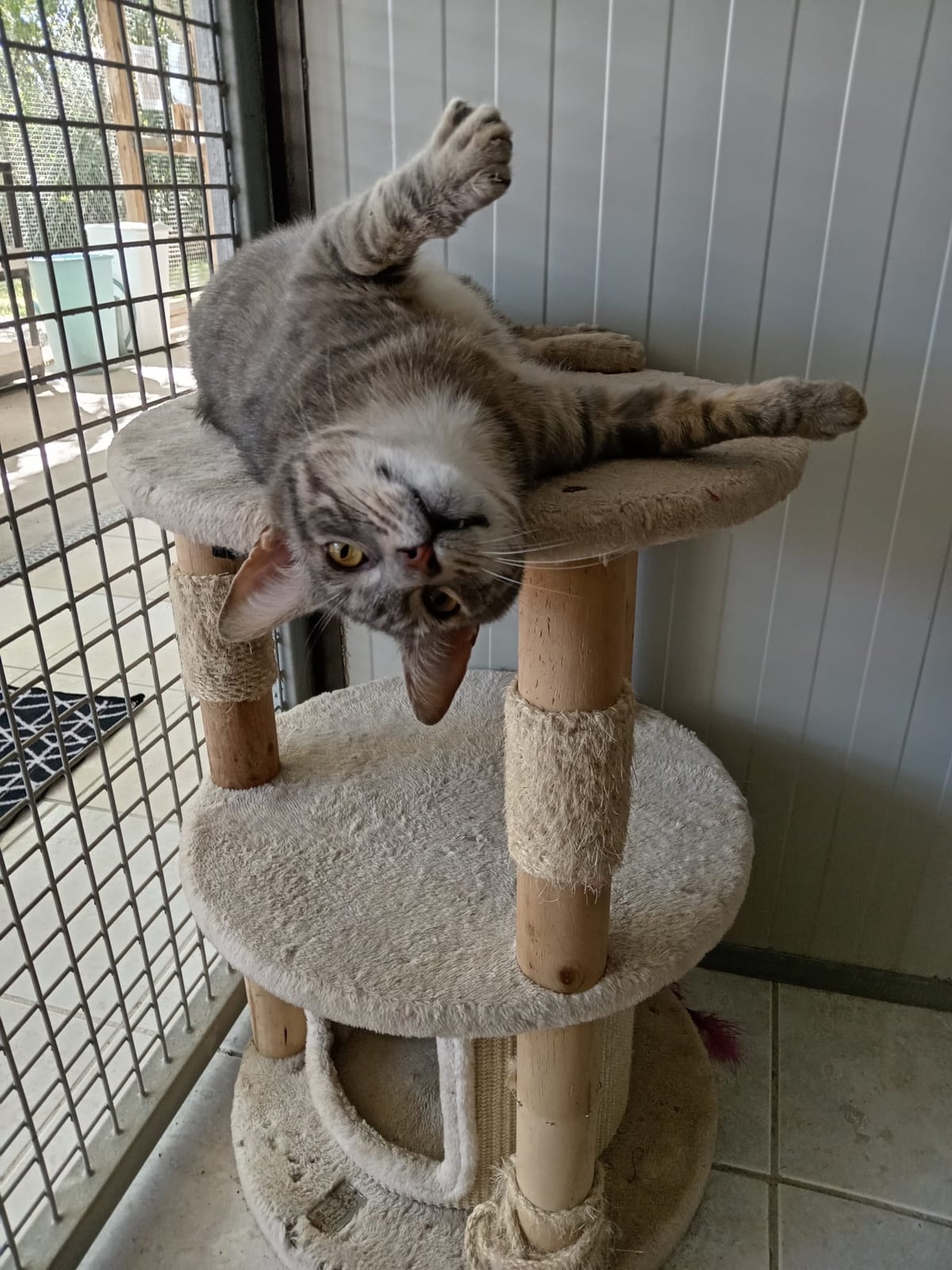 Choubert – photo 4