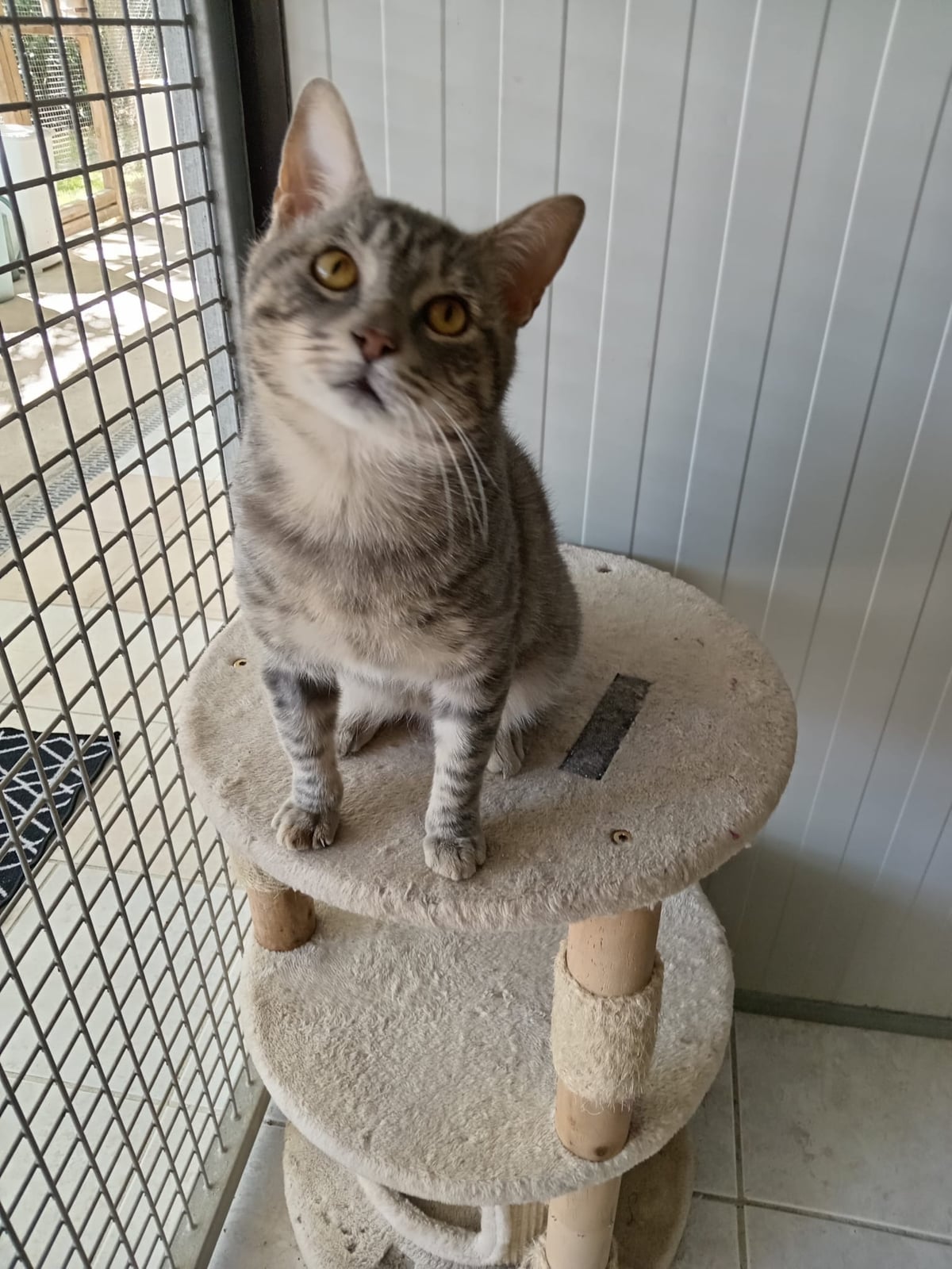 Choubert – photo 2