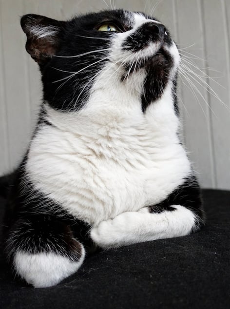 Chapline – photo 2