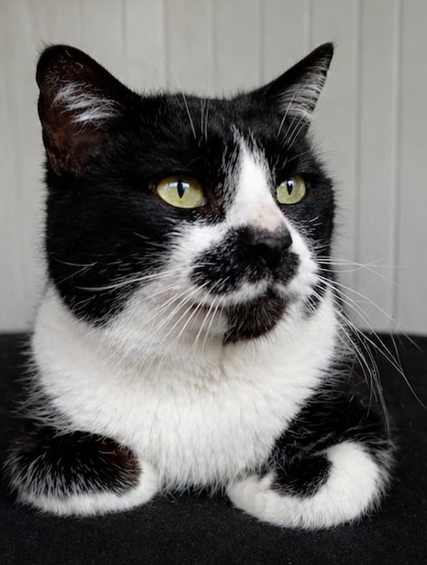 Chapline – photo 3