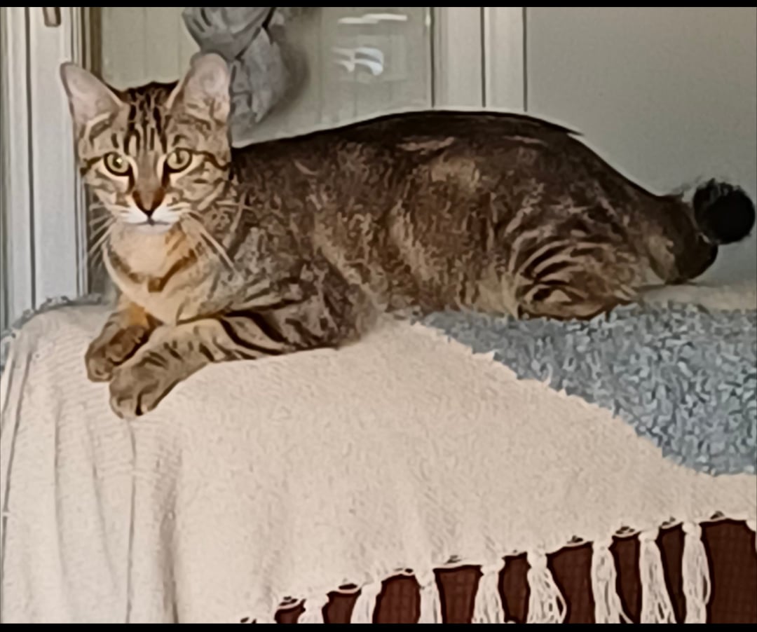 Boubouille – photo 2
