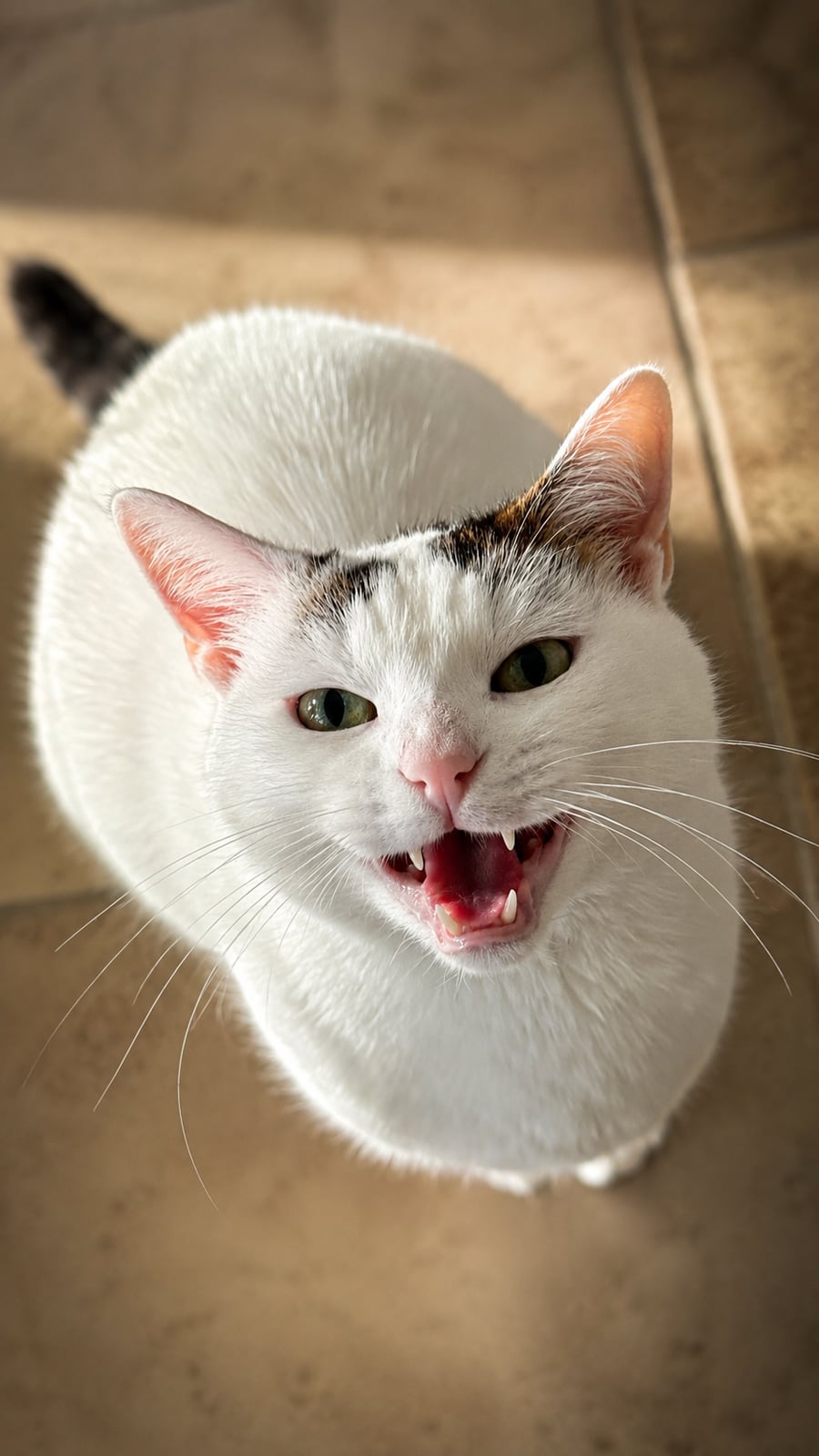 Nougat