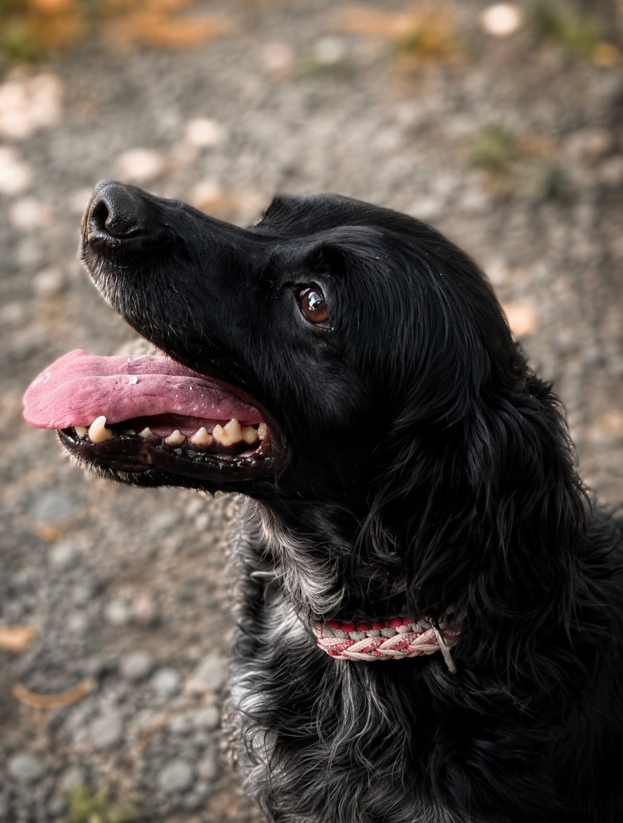Oskar – photo 3