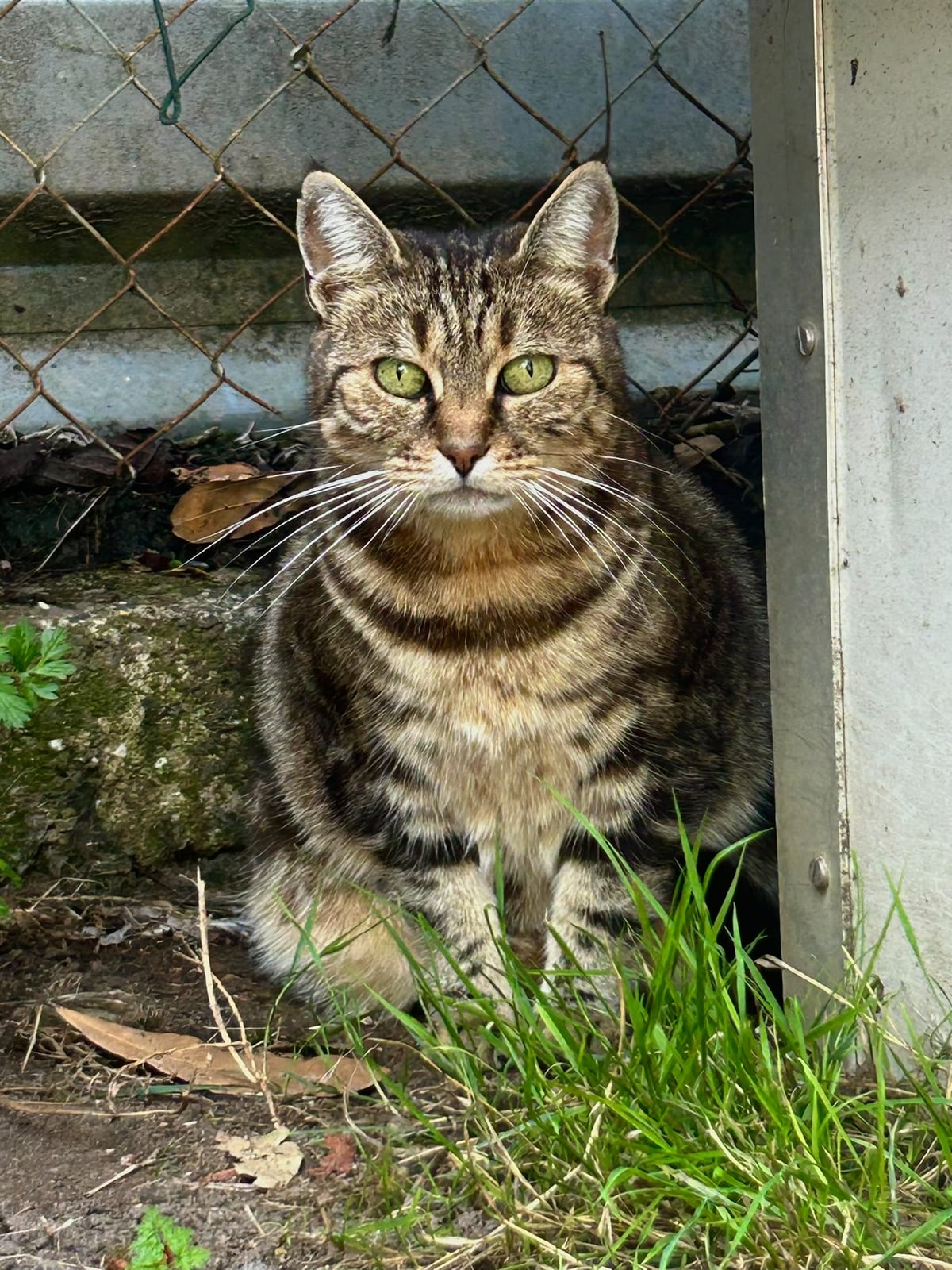 Belle