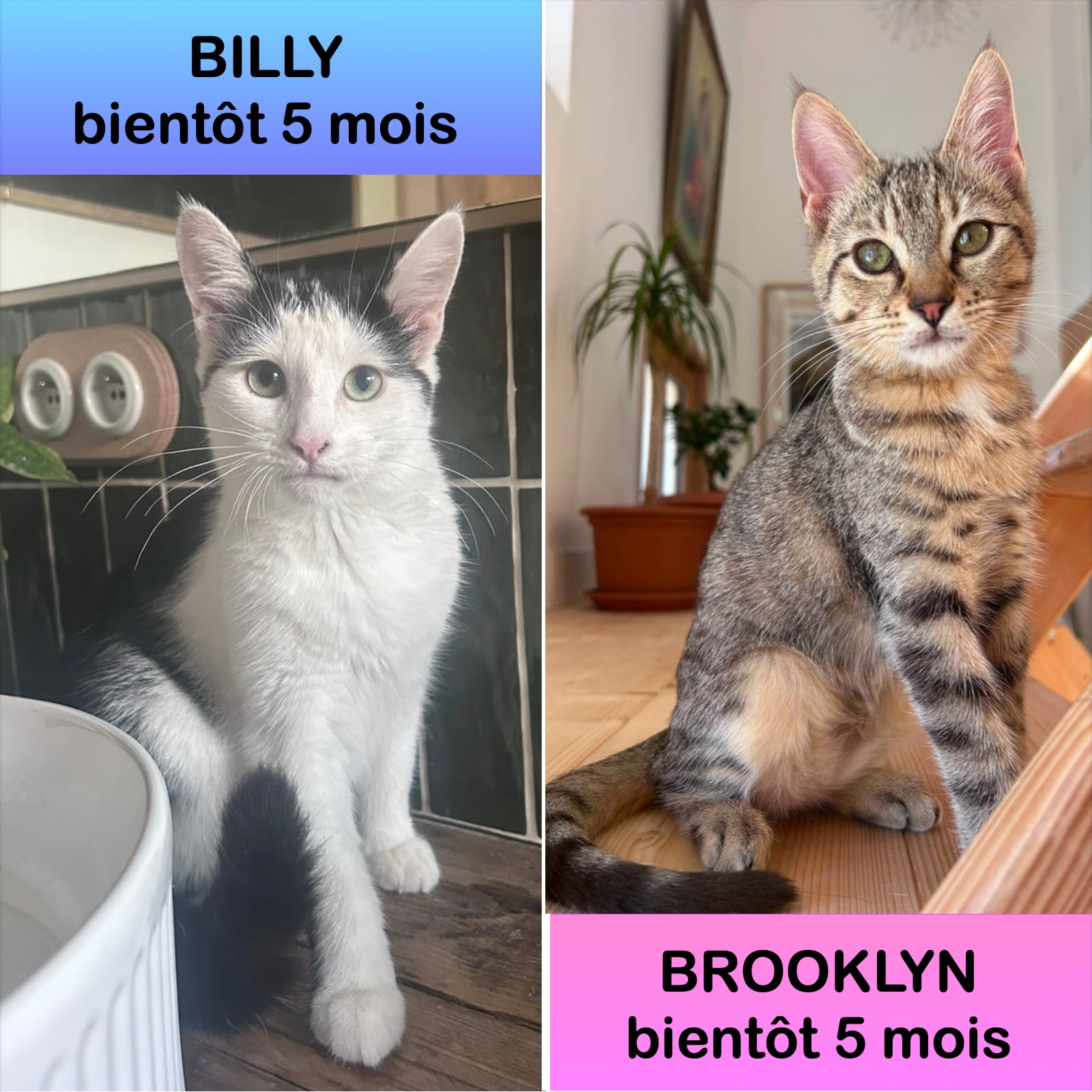 Brooklyn et Billy