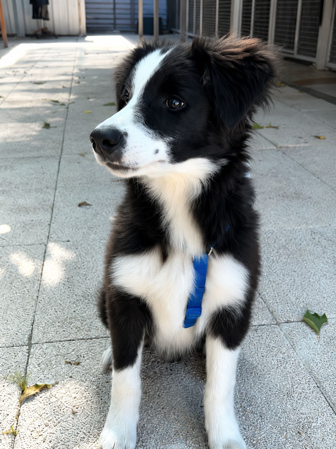 Jude – photo 2