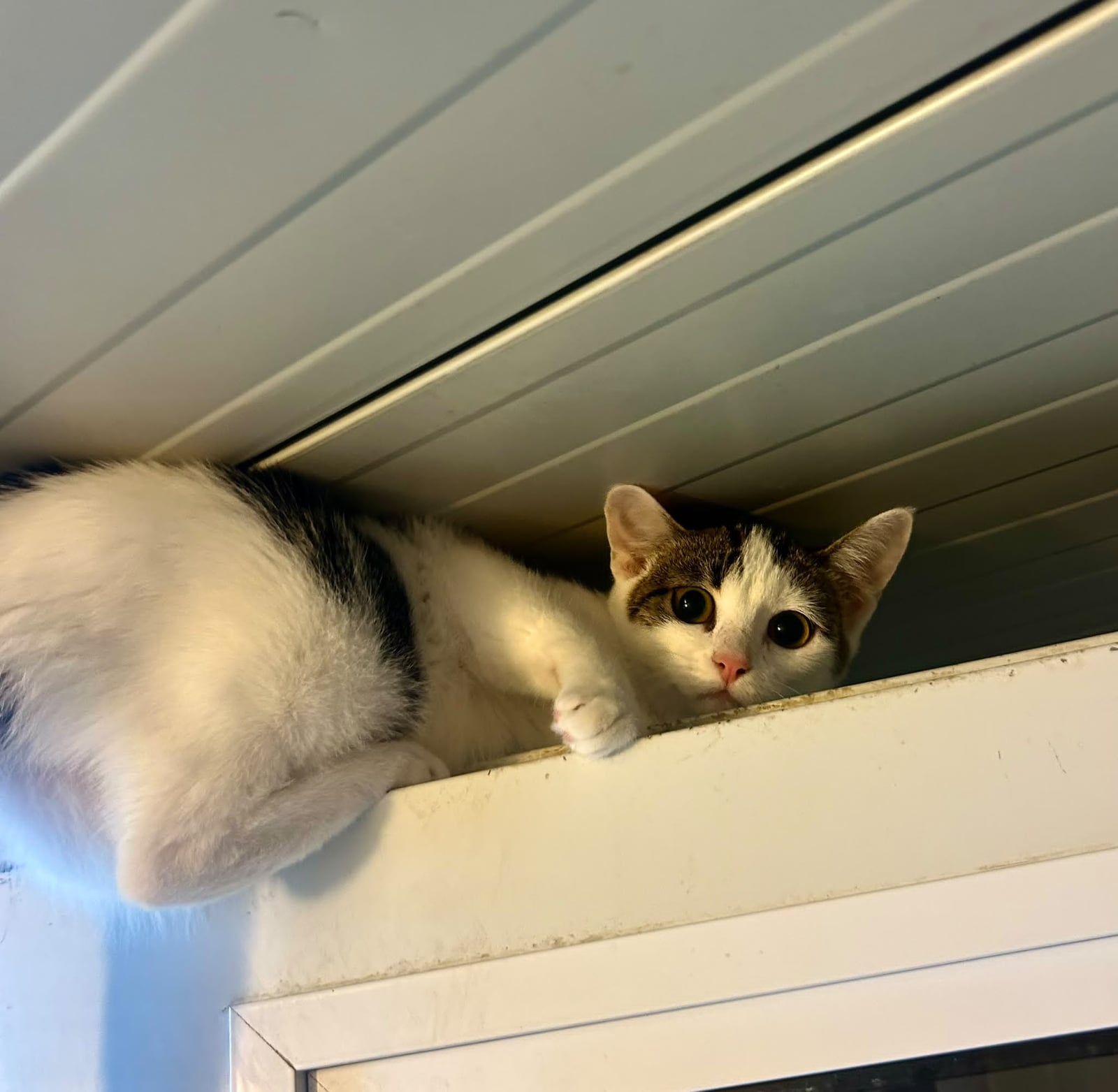 Bianca, Bonnie et Bastia – photo 3