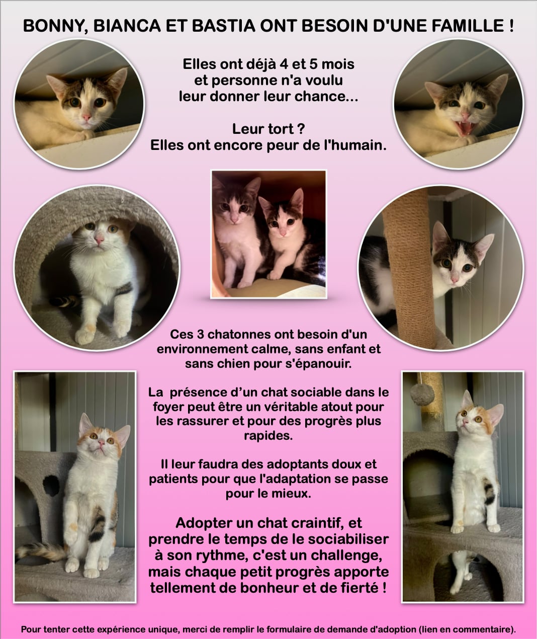 Bianca, Bonnie et Bastia