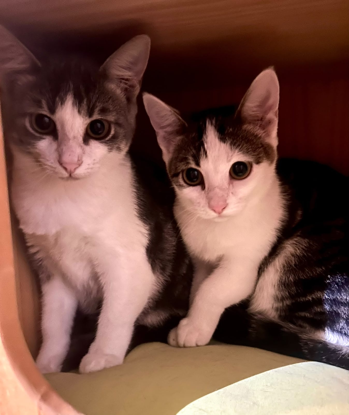 Bianca, Bonnie et Bastia – photo 2