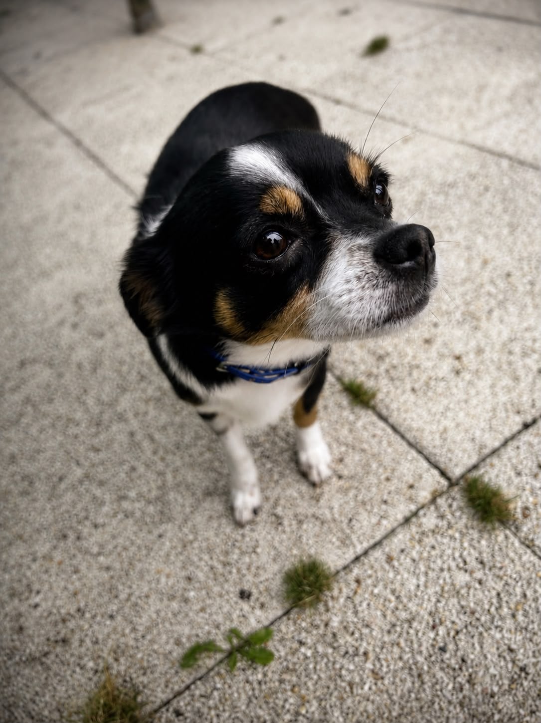 Cookie – photo 2