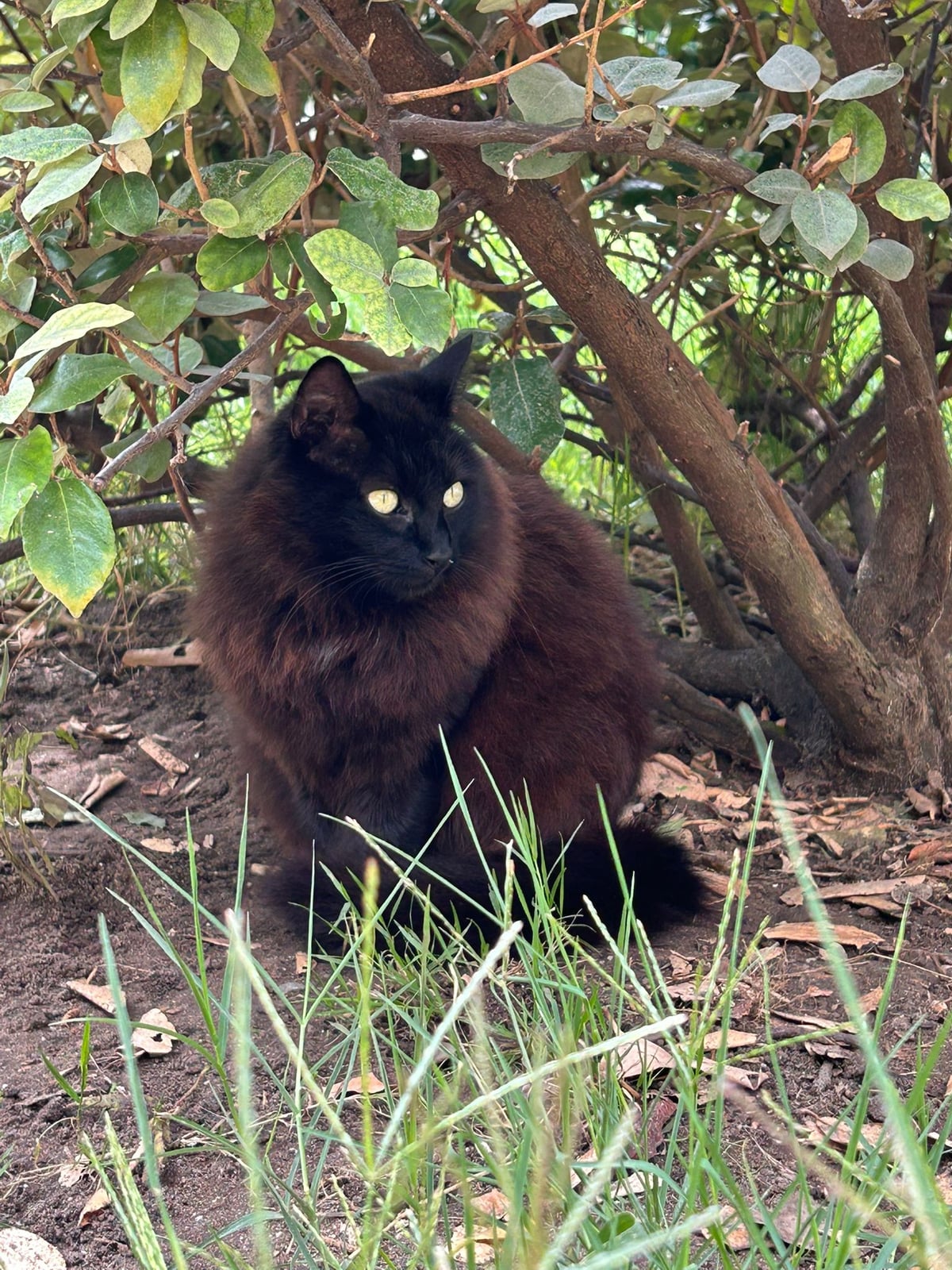 Shelsy – photo 2