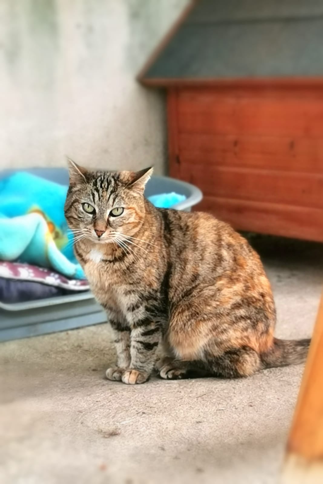 Tigrette – photo 3