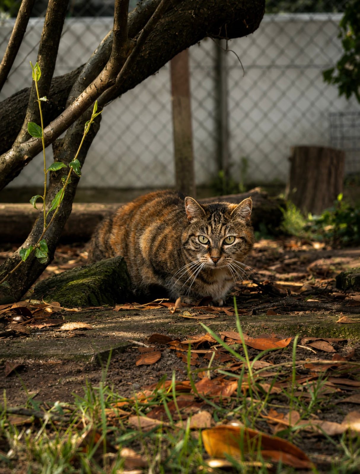 Tigrette – photo 2