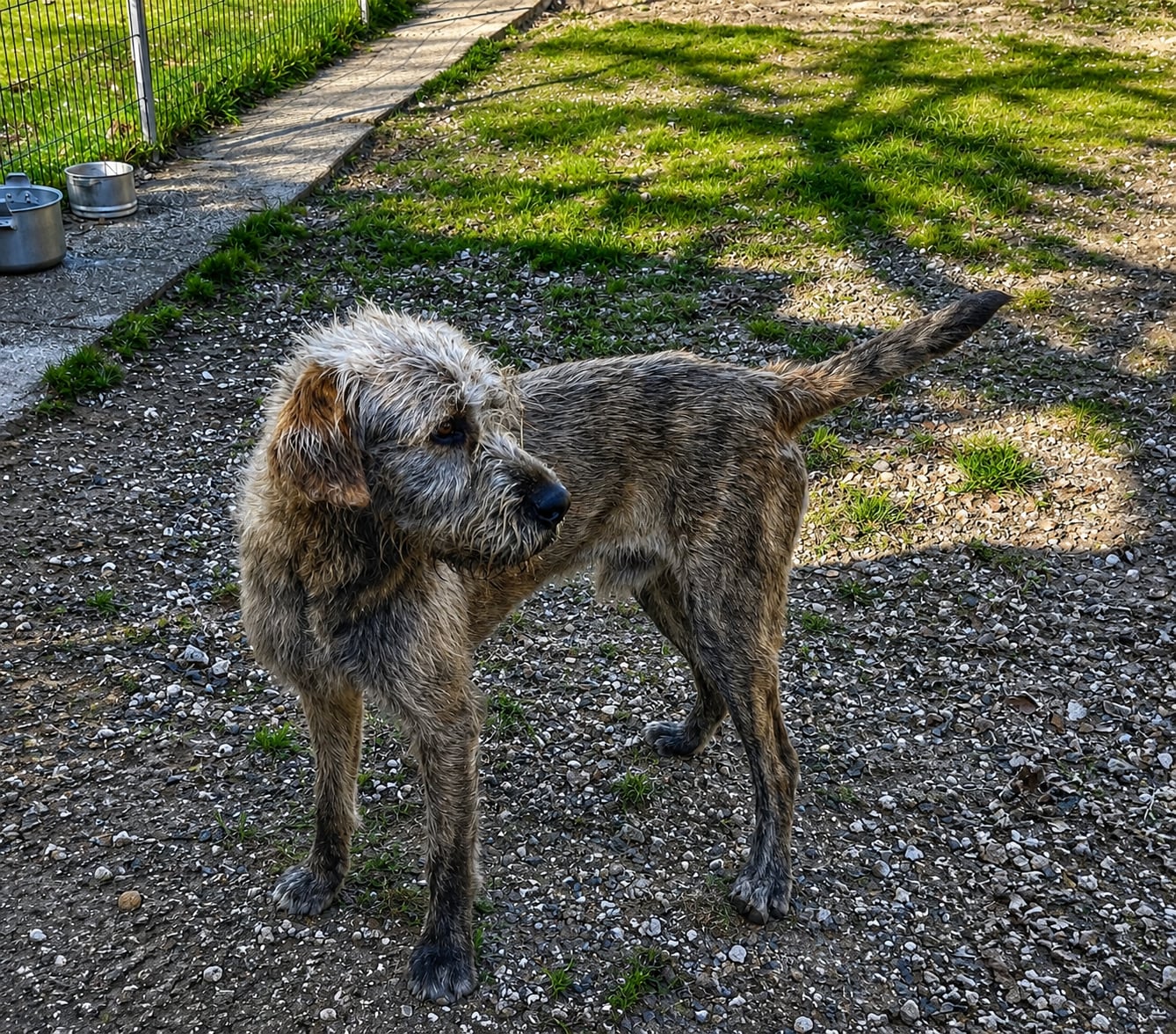 Dogo – photo 2