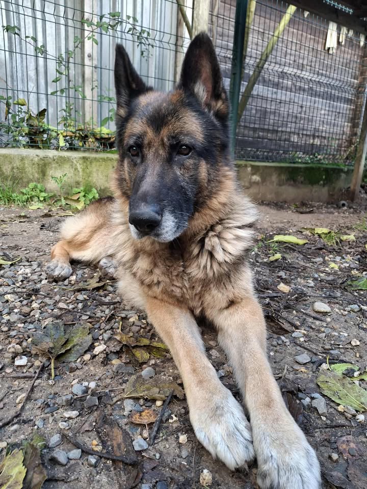 Kimbo – photo 3