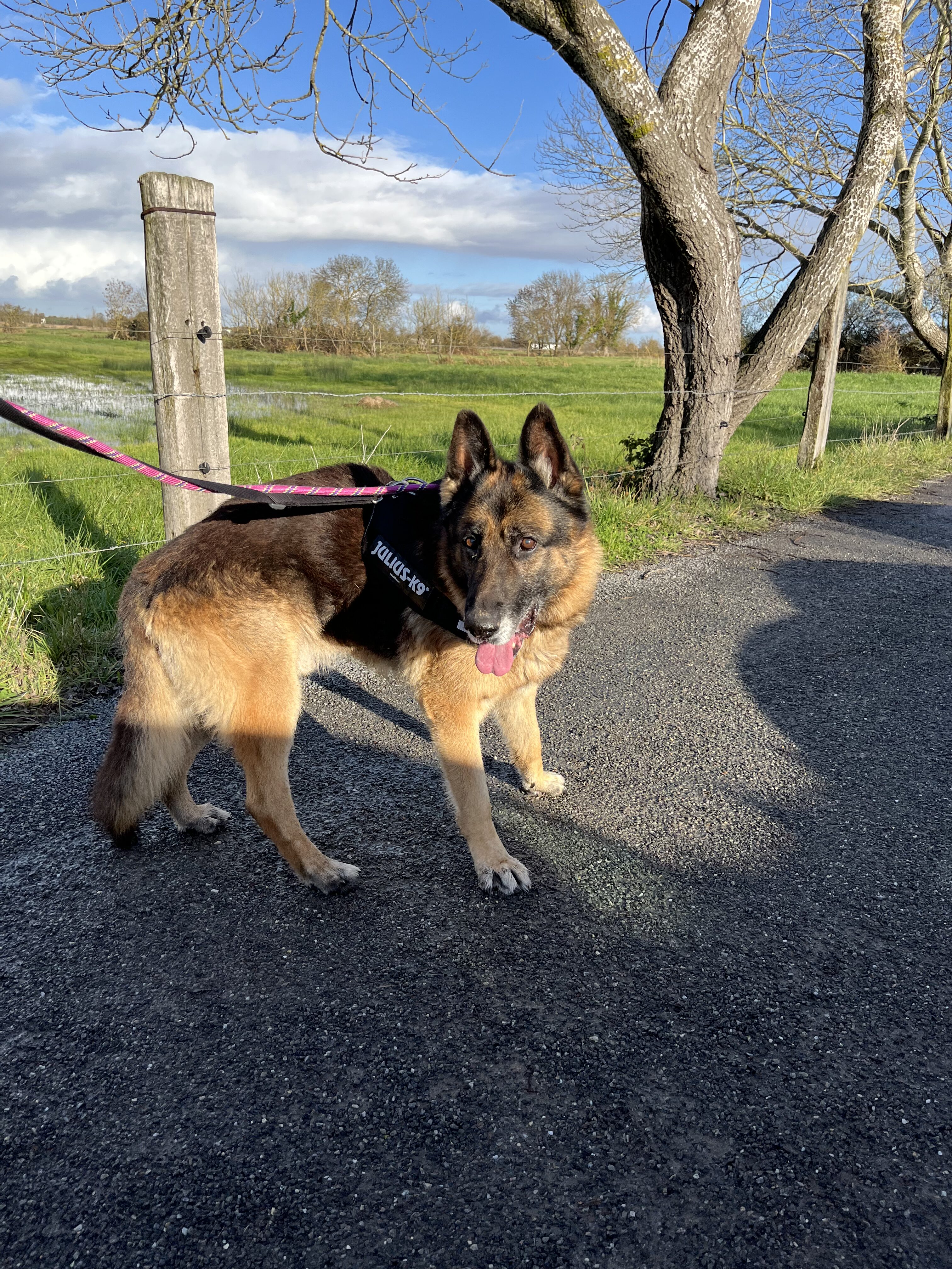 Kimbo – photo 4