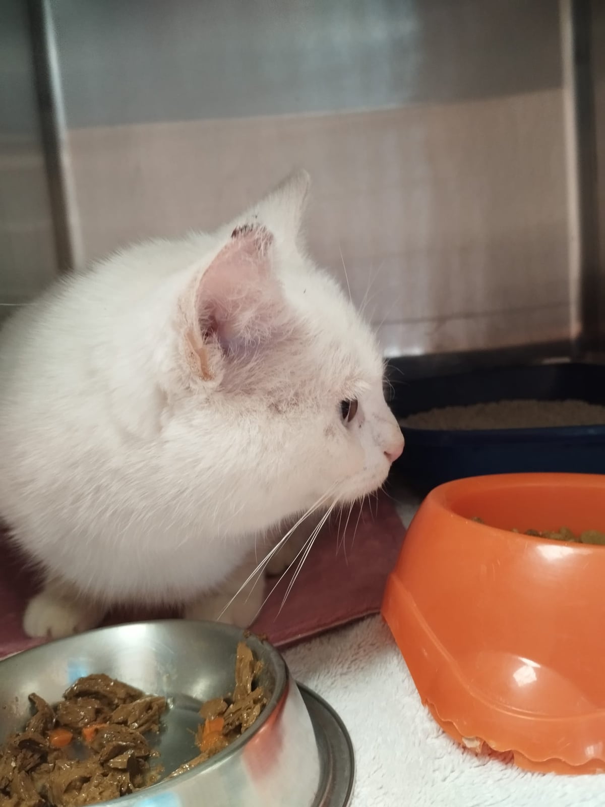 Chat trouvé – photo 2