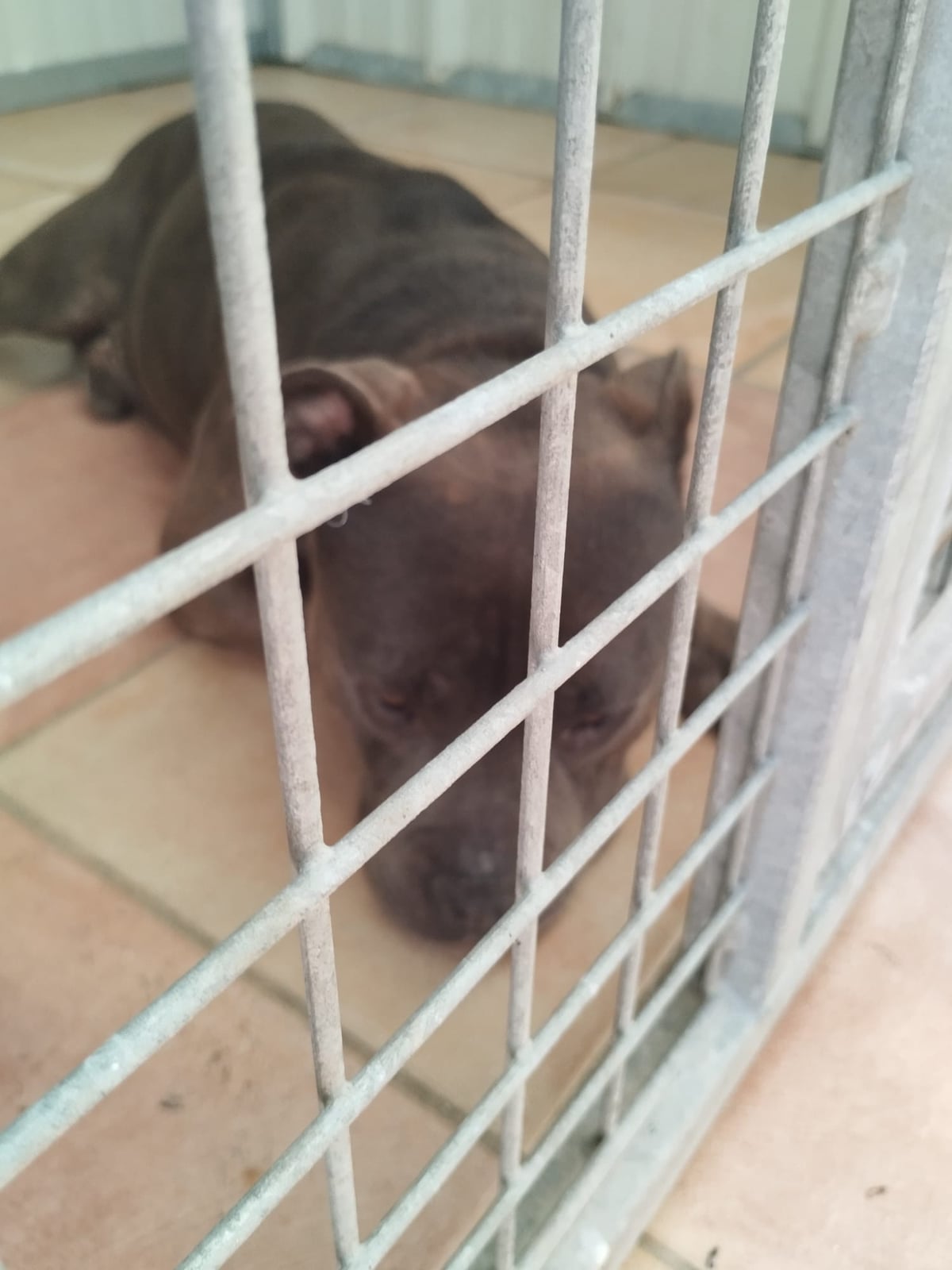 Chien trouvé