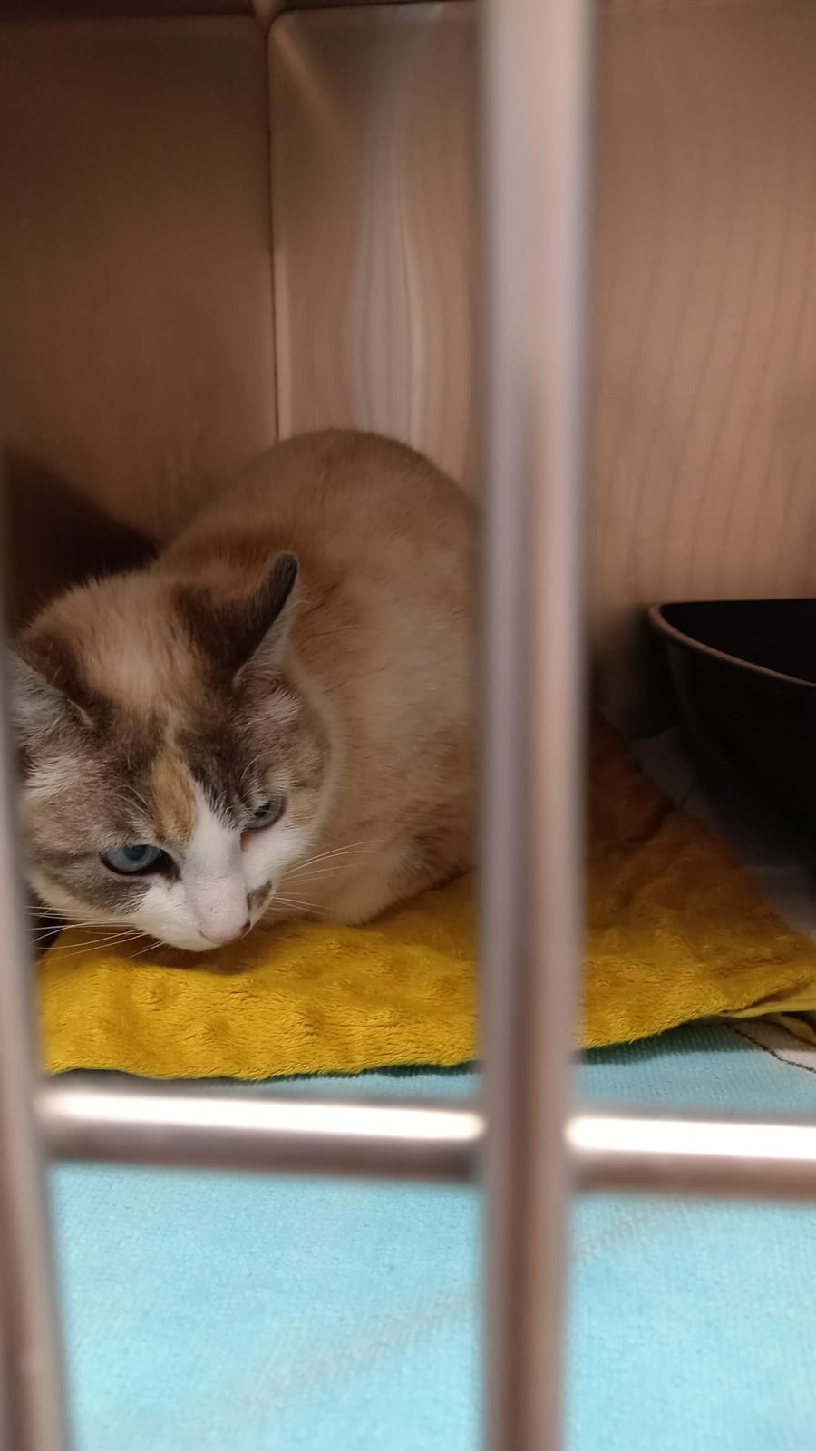 Chat trouvé