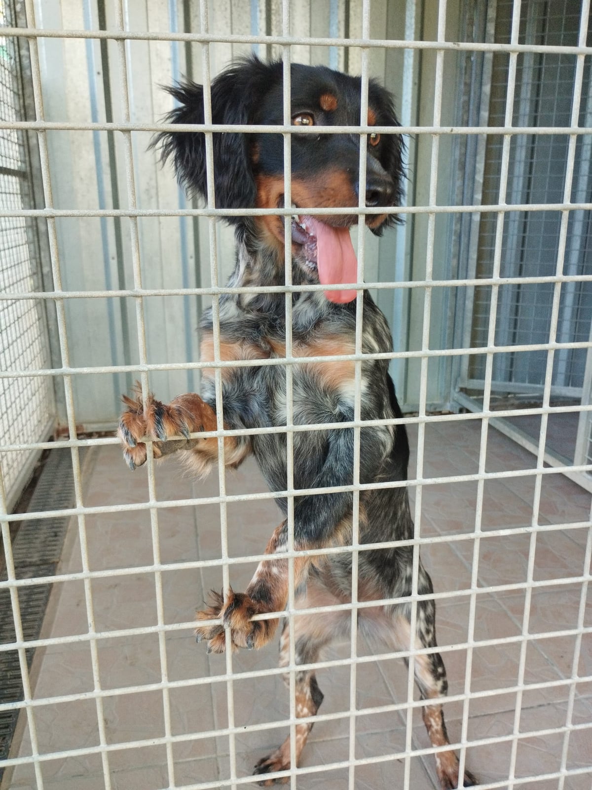 Chien trouvé
