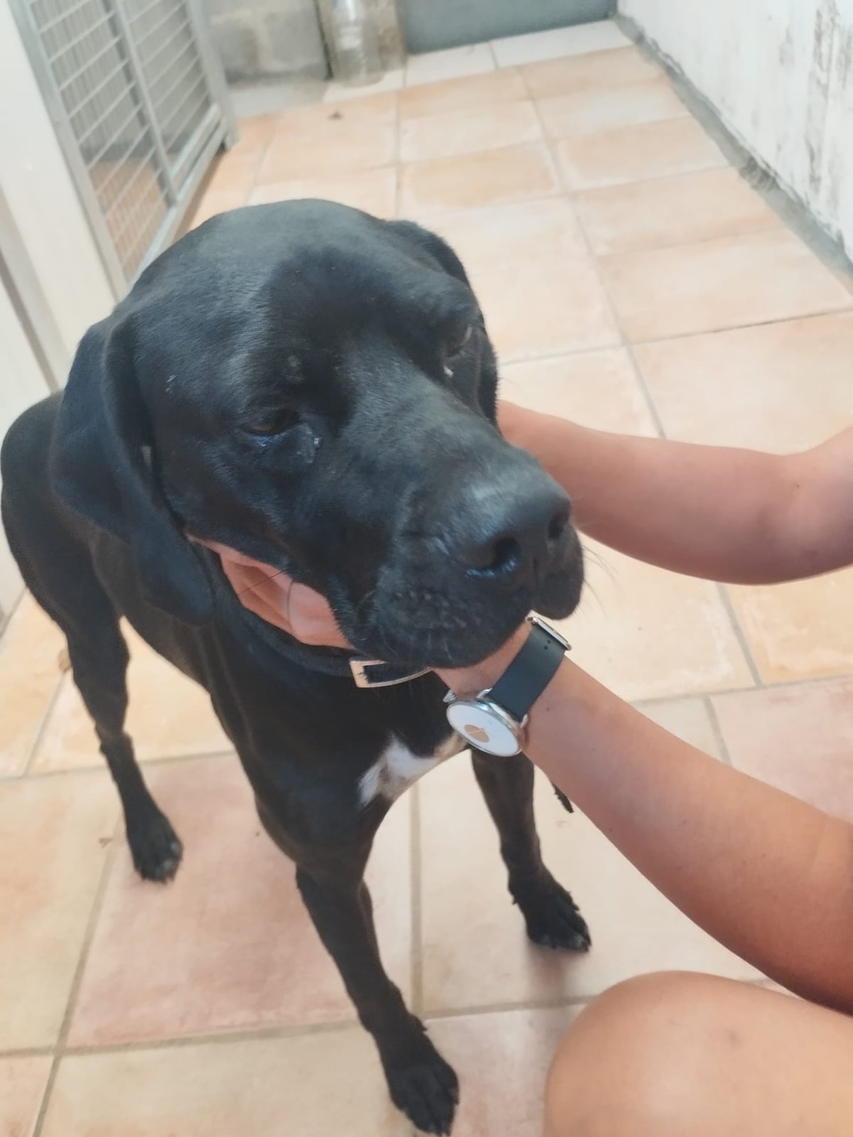 Chien trouvé