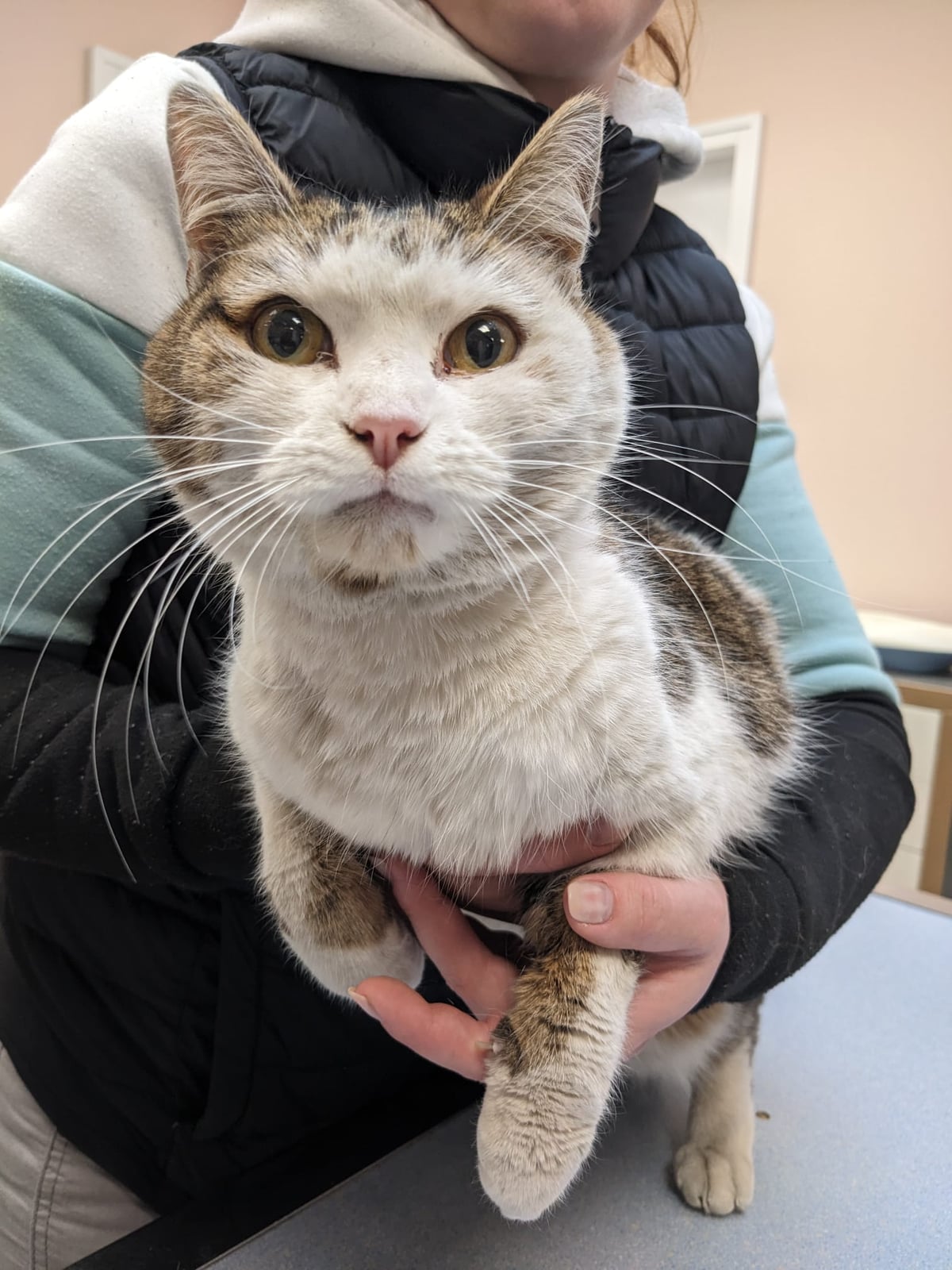 Chat trouvé – photo 2