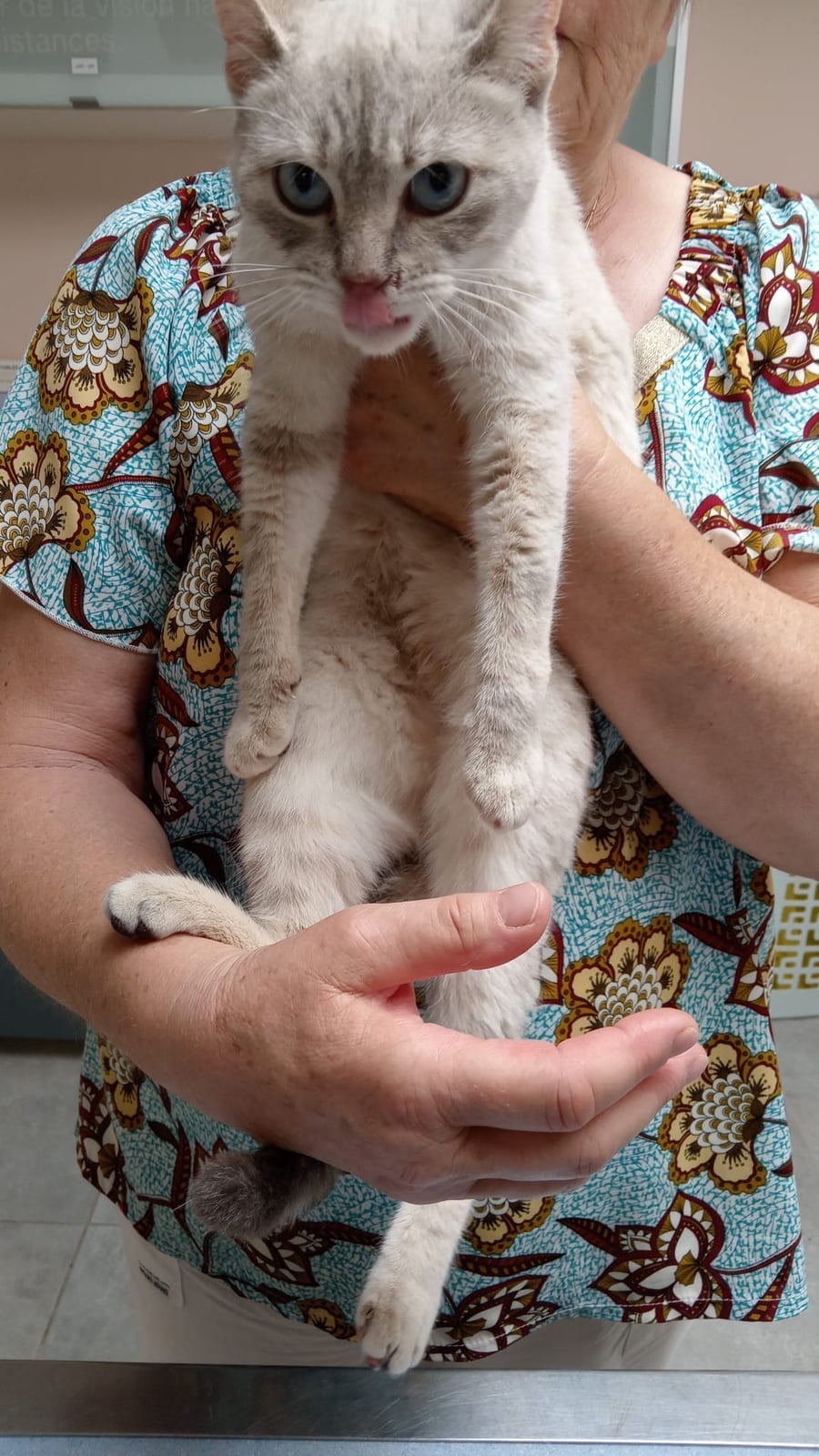 Chat trouvé