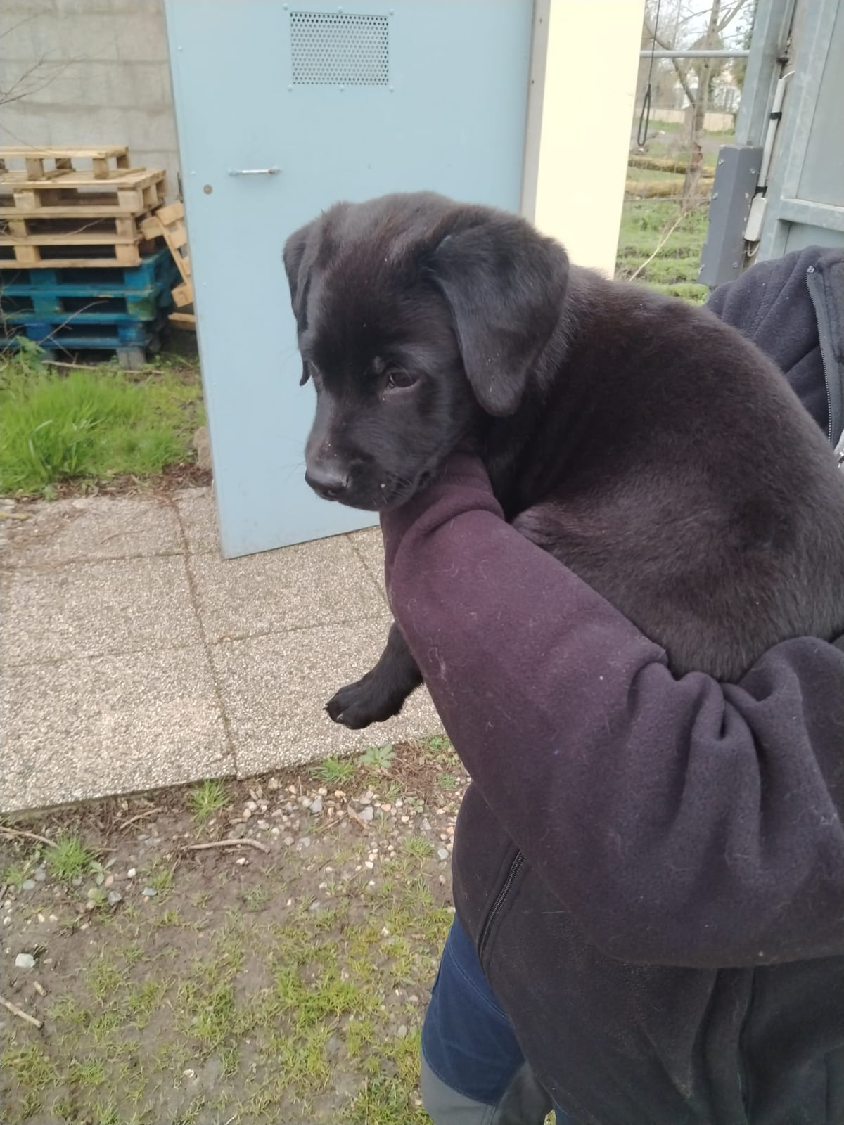 Chien trouvé – photo 2