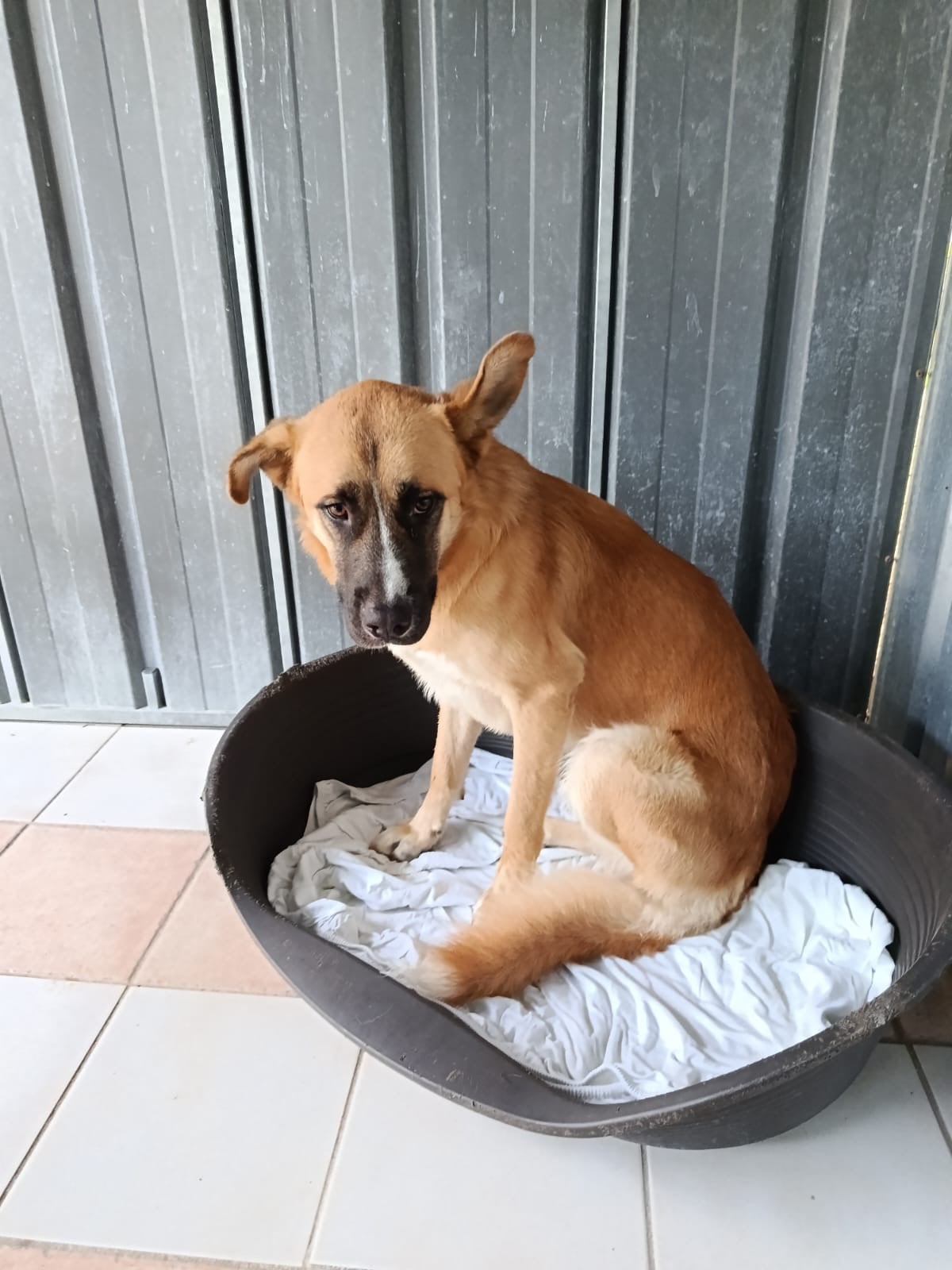 Chien trouvé