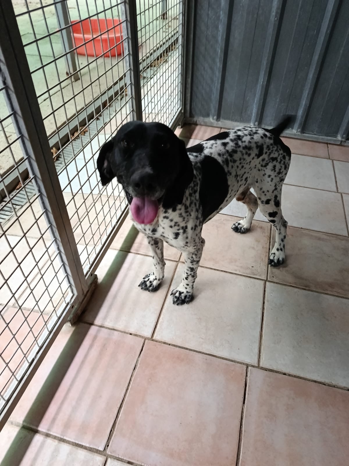 Chien trouvé