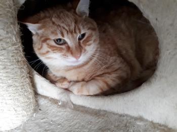 TOM