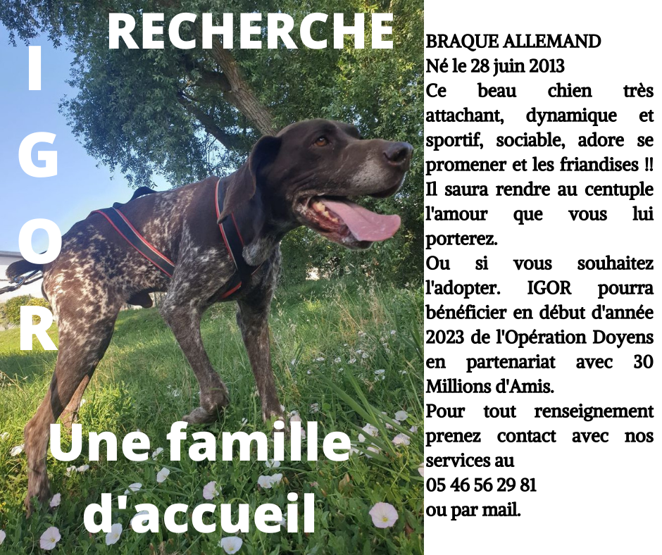 IGOR - x braque allemand 9 ans - ASPAC à Chatelaillon (17) 0dd3e5f7d8e7